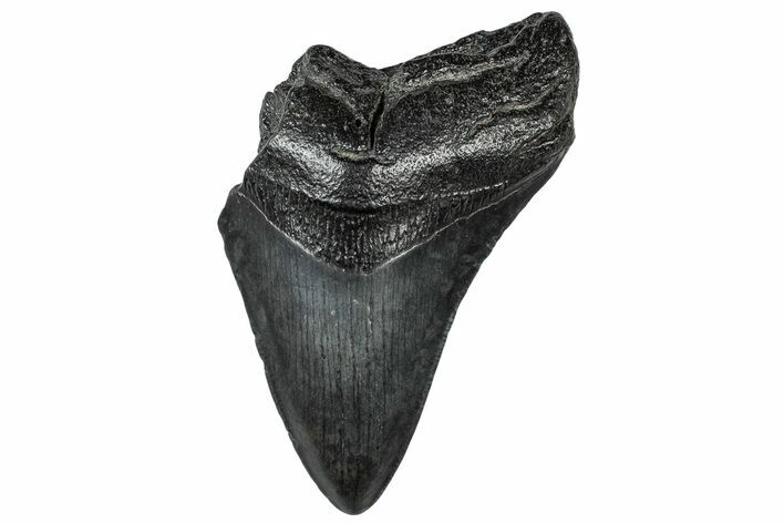 Partial, Fossil Megalodon Tooth - South Carolina #300143